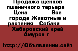 Продажа щенков пшеничного терьера › Цена ­ 30 000 - Все города Животные и растения » Собаки   . Хабаровский край,Амурск г.